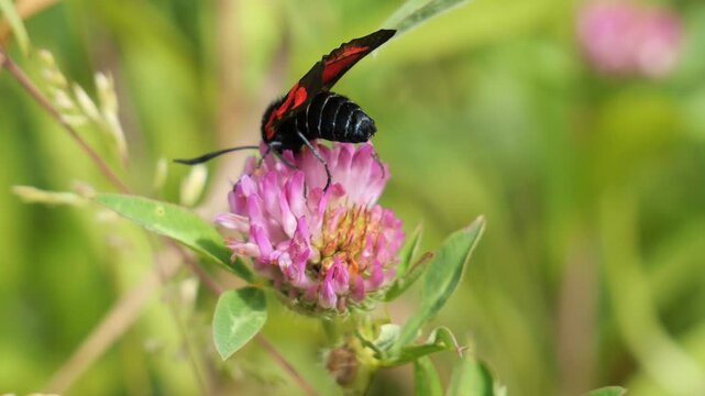 Burnet moth resting on pink clover flower in meadow during summer.