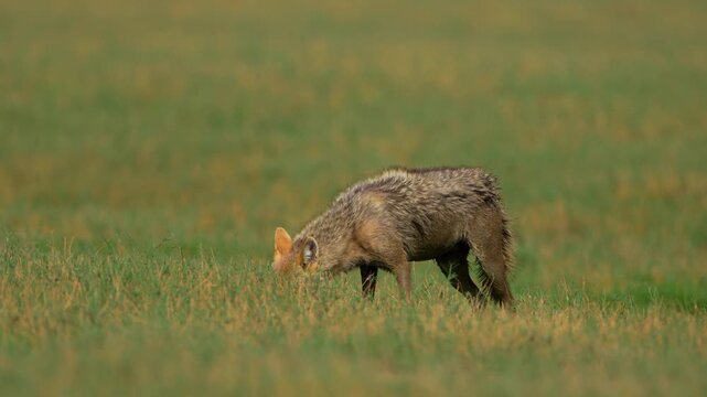 Indian Jackal eating leftover  