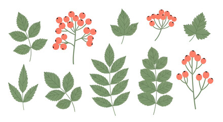 Obraz premium Botanical collection of green forest leaves and red rowan berries vector illustrations
