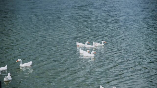 Group of white Pekin ducks resting and foraging on grassy lake shore outdoors.