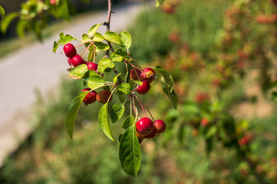 Red crabapples growing on a Malus tree among fresh green leaves in summer sunlight, with a natural blurred garden background.