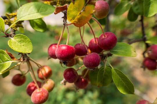 Ripe red crabapples growing in clusters on a Malus tree, surrounded by green leaves. Close-up of small ornamental apples in natural sunlight.
