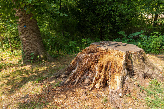 Large old tree stump with extensive wood decay and exposed rotten interior in a park, showing natural decomposition, aging and deterioration of a former mature tree.