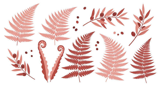 Vector illustration of fern leaves and olive branches in pastel red tones isolated on white