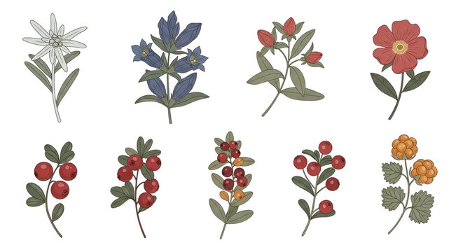 Collection of hand-drawn vector botanical illustrations featuring various alpine flowers and wild forest berries