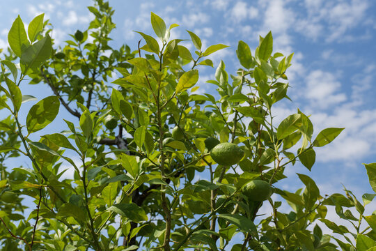 Several unripe green lemons growing on a citrus tree among dense leaves against a blue summer sky, showing natural fruit development in bright sunlight.