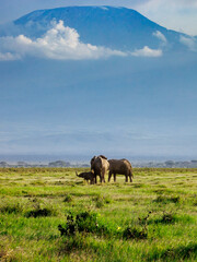 African Elephant Family Roaming Amboseli National Park Beneath Mount Kilimanjaro © Lins Louis