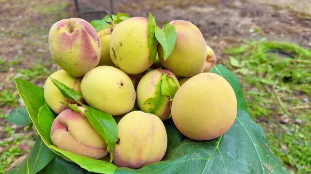 Freshly Harvested Ripe Peaches Displayed on Green Leaves in an Orchard