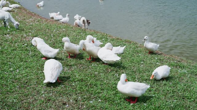 Group of white Pekin ducks resting and foraging on grassy lake shore outdoors.