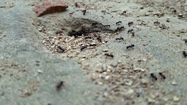 Black Ants Colony Carrying Food Into Hole In Sandy Soil