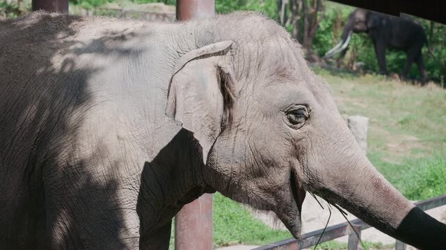 Adult Asian elephant standing near wooden fence at wildlife sanctuary.