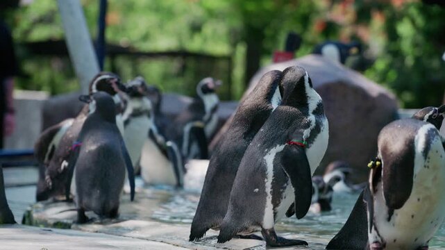 4K Group of playful Humboldt penguins in the water during feeding time.	