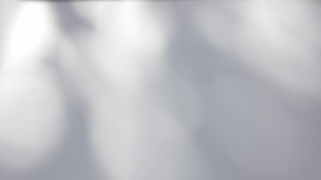 plant leaves sunlight natural shadow overlay on white wall background	
