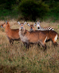 Female Defassa Waterbucks and a Zebra in the Maasai Mara Grasslands © Lins Louis