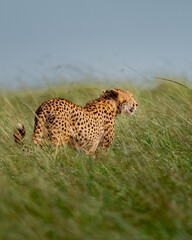 Wild Cheetah Prowling Through Tall Green Grass in the Maasai Mara © Lins Louis