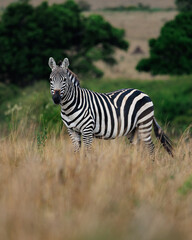 Plains Zebra Standing in the Tall Grass of the Maasai Mara © Lins Louis