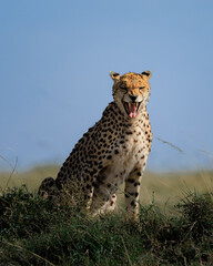 Wild Cheetah Sitting on a Mound and Yawning in the Maasai Mara © Lins Louis