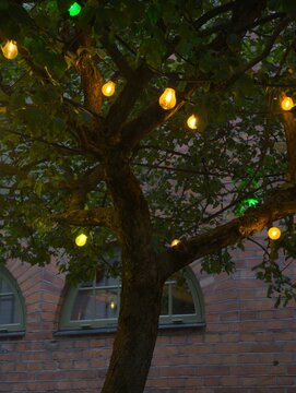 Decorative string lights glowing on a tree trunk at dusk with fairy lights