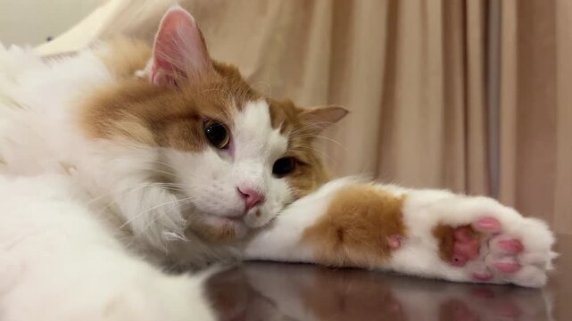 Ginger and white cat resting with outstretched front paw and pink paw pads