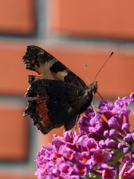 Small tortoiseshell butterfly feeding on purple buddleia flower clusters