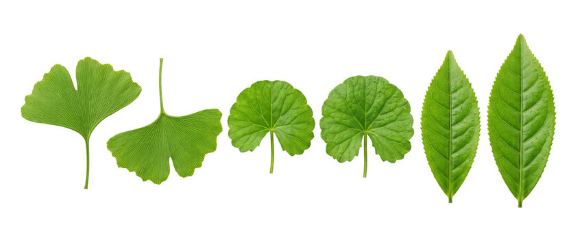 Green leaves ginkgo tea centella asiatica isolated on black background for herbal cosmetic ingredient, natural organic medicine and wellness skincare concept with detailed texture.