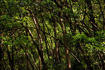 Fototapeta premium Sunlight filters through trees in a dense forest during a bright afternoon
