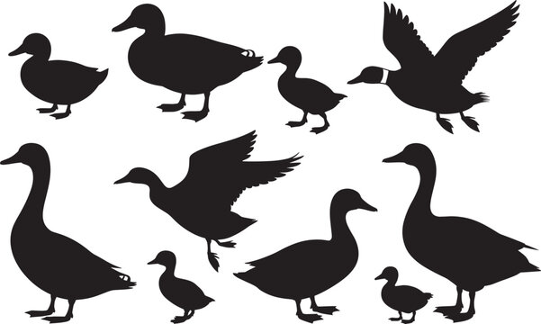 Set of black duck silhouettes in different poses on a transparent background.