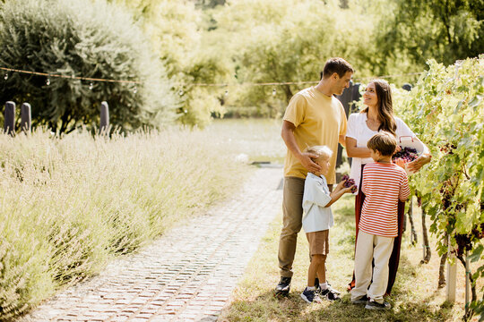 Family enjoying a sunny day in a vineyard, picking grapes together