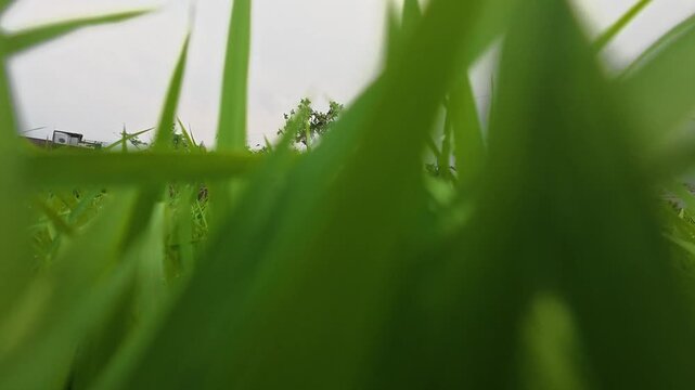 Lush green grass blades close up moving slowly outdoors in daylight