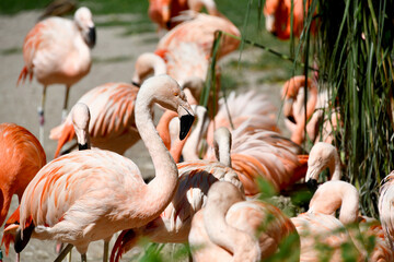 A vibrant flock of pink flamingos preening their feathers and standing in an outdoor enclosure near green foliage. © IbrahimAlkan