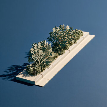 A linear arrangement of silver-green dusty miller plants potted in a segmented white planter box isolated on a solid dark blue background