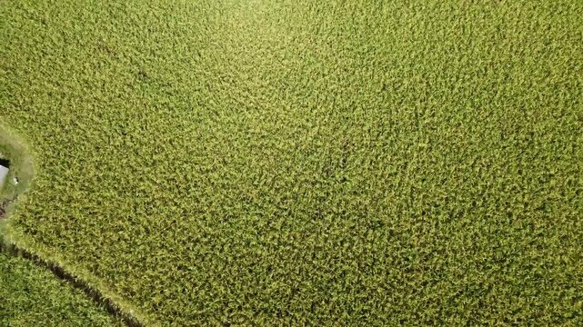 Image of arable land taken with a drone.