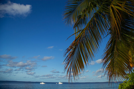 Green palm tree branch with beautiful blue sky and tropical ocean background