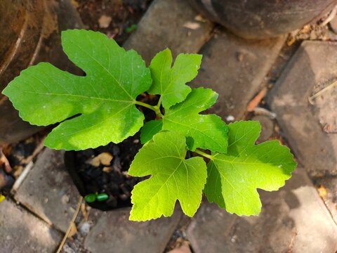 A top-down view of a small fig plant sapling featuring bright green, lobed leaves growing in sunlight in a polybag above pavers. Ficus carica. Tin. Ara.