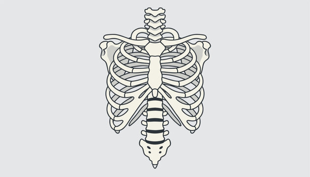 Detailed anatomical vector illustration of a human ribcage, spine, and sternum isolated on a plain light grey background.