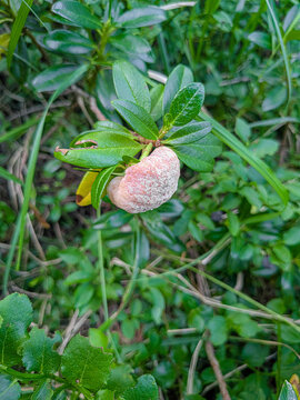 Gall caused by the fungus Exobasidium rhododendri on rhododendron branches