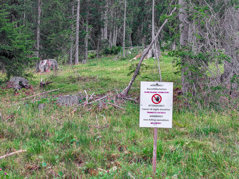 Warning sign for tree felling operations in forest clearing