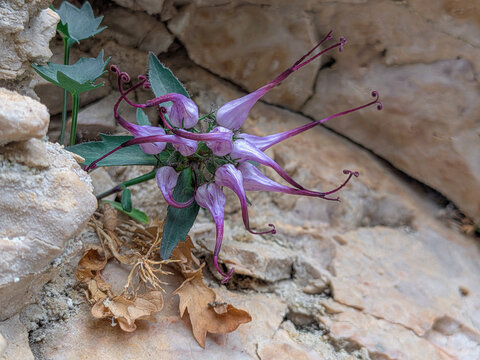 Closeup of tufted horned rampion (Physoplexis comosa)