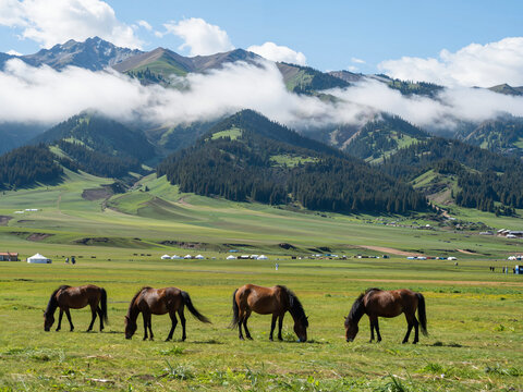 Horses grazing in a green meadow with snow-capped mountains in the bac