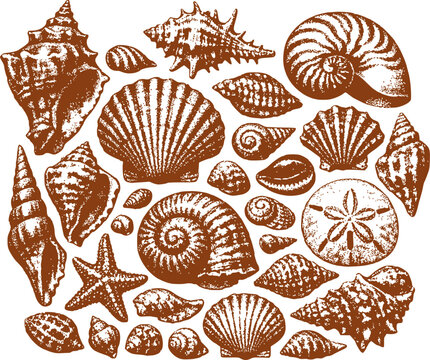 Various Seashells Set Vintage Textured Different Types and Shapes Halftone Engraving Style Vector Illustration