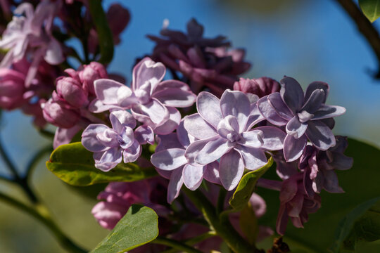 Double lilac Syringa vulgaris 'P. P. Konchalovskii' Oleaceae cultivar dense inflorescence macro texture