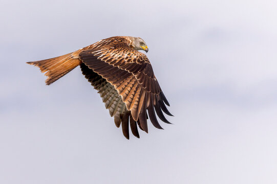 Red Kite, Milvus milvus