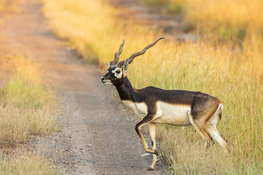 Blackbuck, Antilope cervicapra