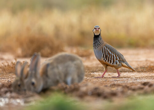 Red-legged Partridge, Alectoris rufa
