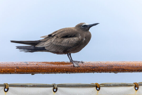 Brown Noddy, Anous stolidus