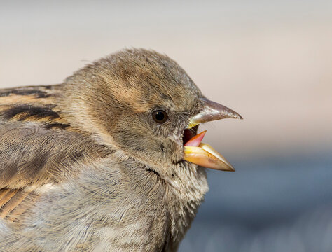 House Sparrow, Passer domesticus