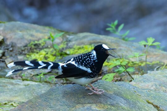 Spotted Forktail, Enicurus maculatus