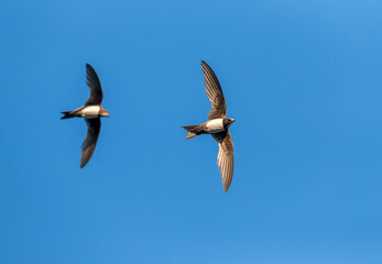 Obraz premium Alpine Swift, Apus melba