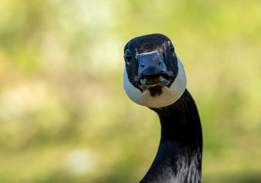 Greater Canada Goose, Branta canadensis