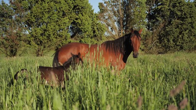 Beautiful brown mare standing with her young foal in green pasture at sunny spring day.